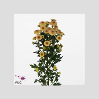 сантини Calimero Apricot