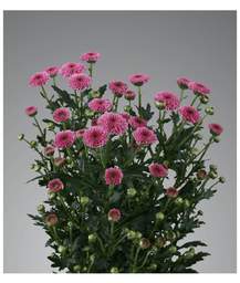 сантини Calimero Dark Pink
