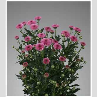 сантини Calimero Dark Pink