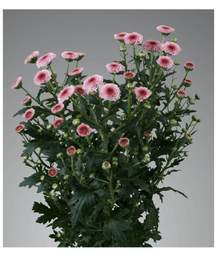 сантини Calimero Pink