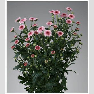сантини Calimero Pink