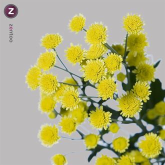 Хризантема Stallion Yellow