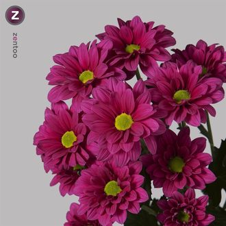 Хризантема Talitha