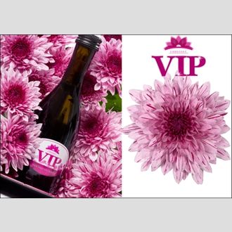 Хризантема VIP