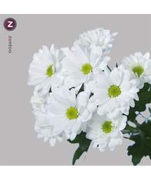 Хризантема Bacardi