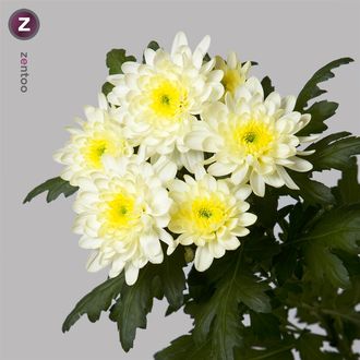 Хризантема Zembla Cream