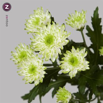 Хризантема Zembla Cream 2