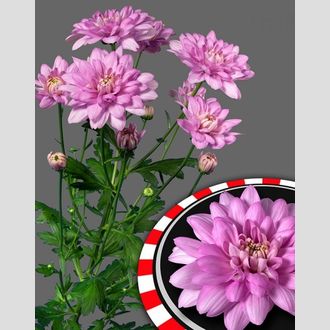 Хризантема Baltica Pink