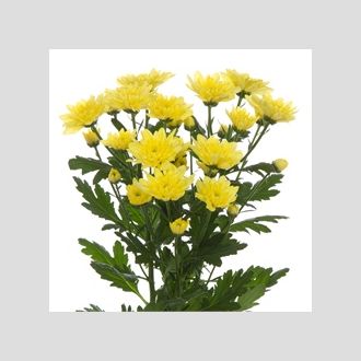 Хризантема Baltica Yellow