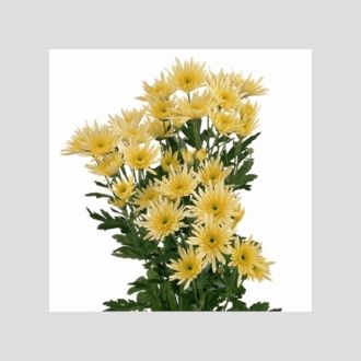 Хризантема Delianne Yellow