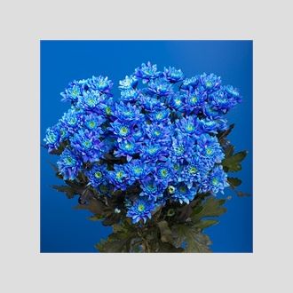 Хризантема Euro Blue