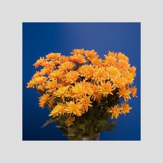 Хризантема Euro Dyed Orange