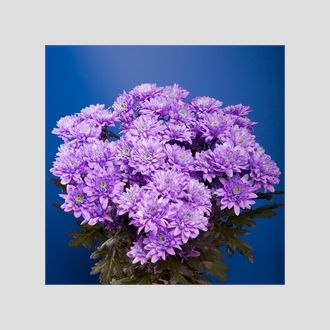 Хризантема Euro Dyed Violet