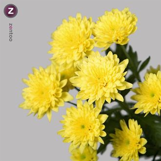 Хризантема Euro Sunny