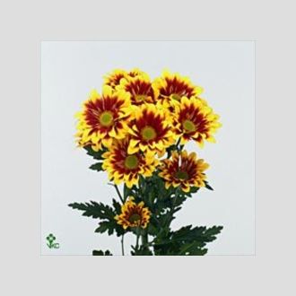 Хризантема Flairisse