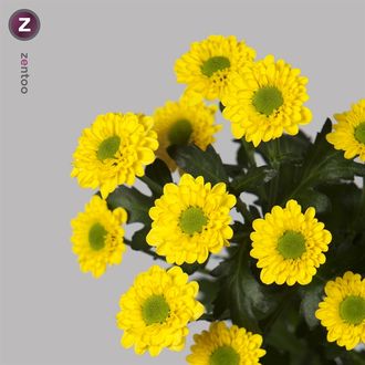 Хризантема Florange Yellow