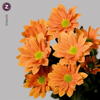 Хризантема Grand Orange