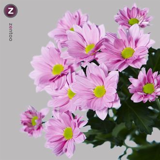 Хризантема Grand Pink