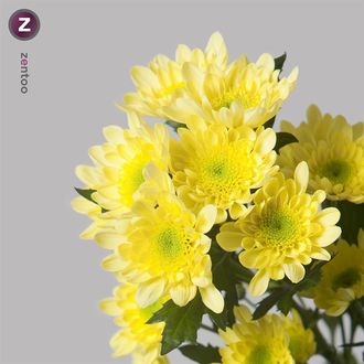 Хризантема Radost Yellow