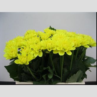 георгины Yellow