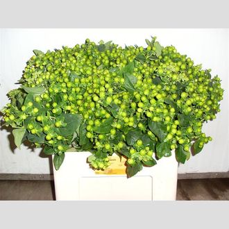 гиперикум Magical Green