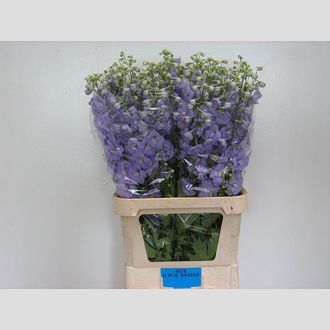 дельфиниум Du Liliac