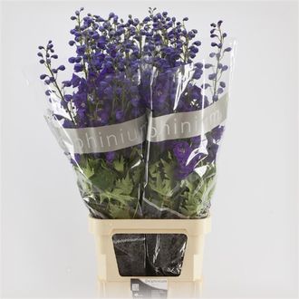 дельфиниум Du Purple