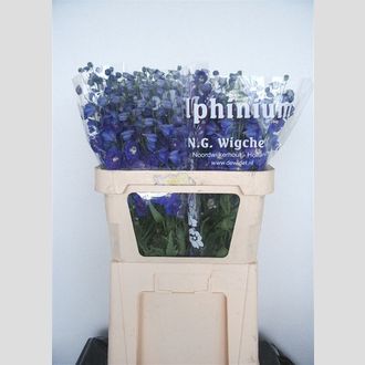 дельфиниум Du. Dewi Blue Star