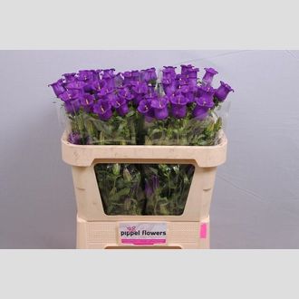 кампанула синяя