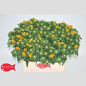 картамус Baars