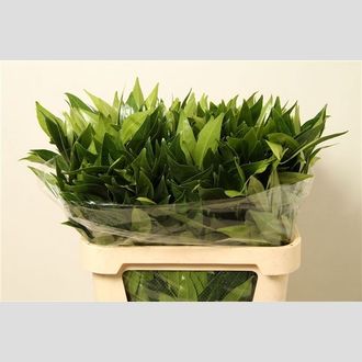 кокулус Laurifolius
