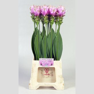 куркума Alismatifolia