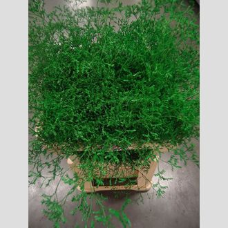 лимониум Dyed Green