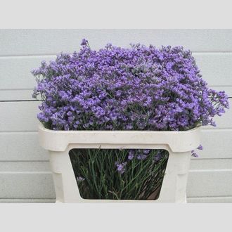 лимониум Maine Blue