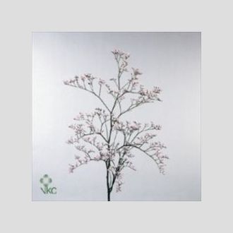 лимониум Pink Emille
