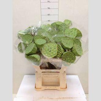 лотос Nucifera