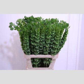 молуцелла