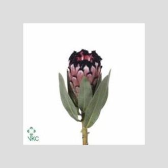 протея Cynaroides King