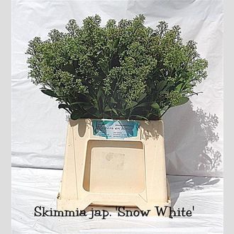скимния белая