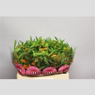 асклепияTuberosa