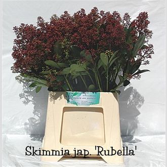 скимния красная