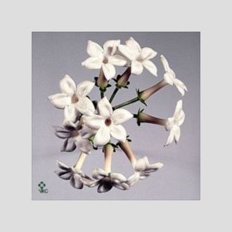стефанотис Floribunda
