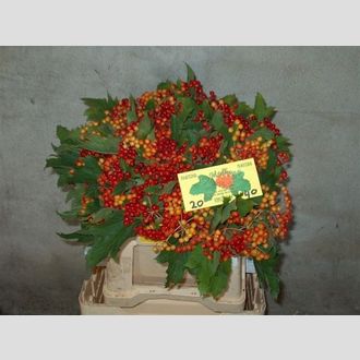 вибурнум per Stem Compactum