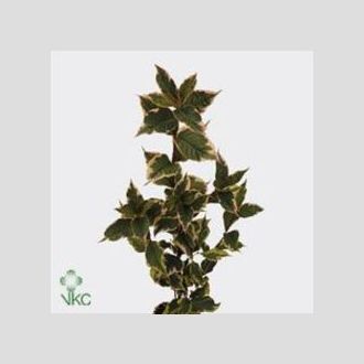 вигелла Nana Variegata