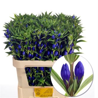 гентиана Blue