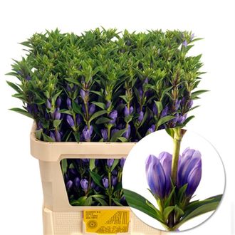гентиана Liliac