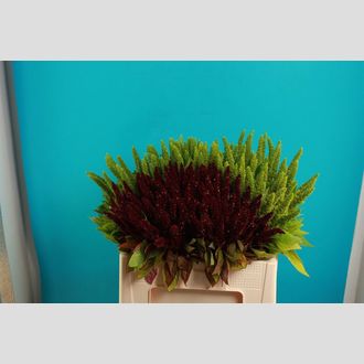 амарант Standing Red