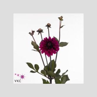 георгины Purple