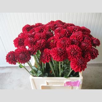 георгины Red