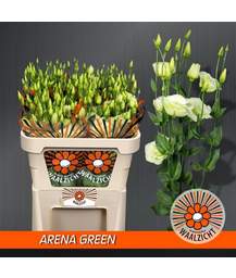 эустома Filled Arena Green